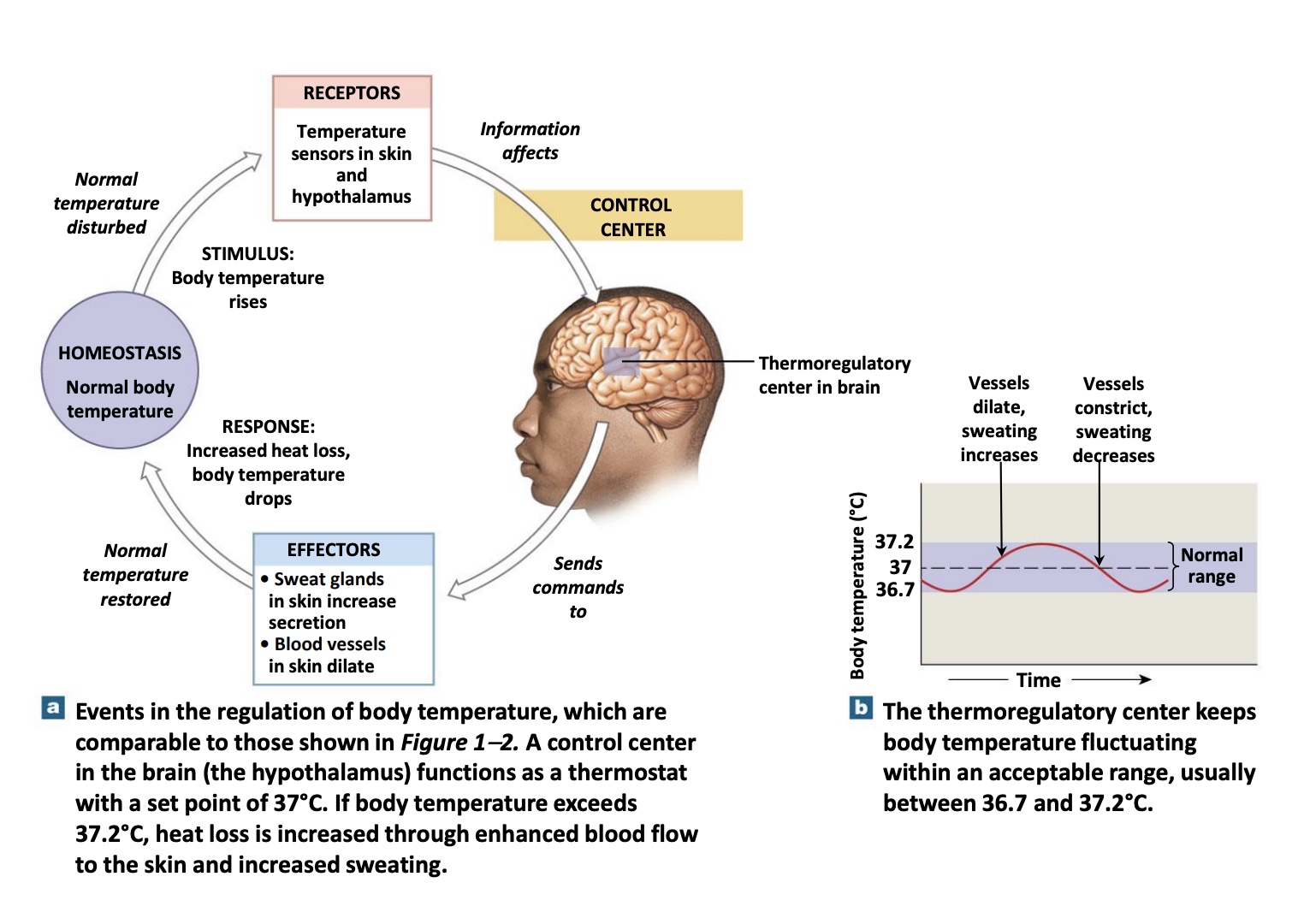 <p><strong>-hypothalamus</strong>: regualtes temp, nutrient levels, hunger, and thirst</p>
