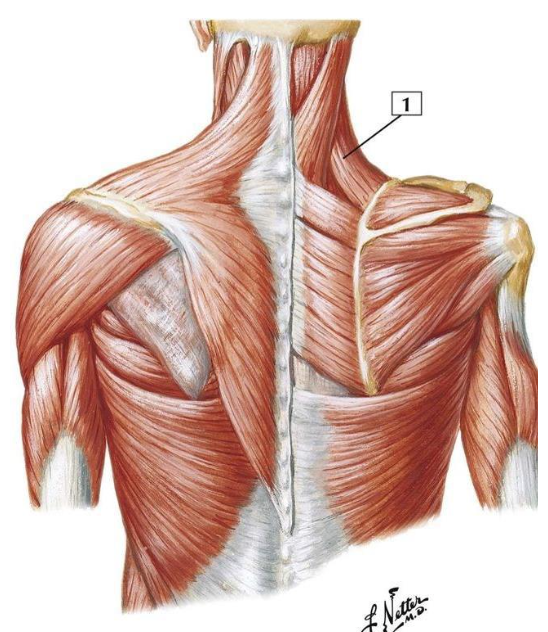 <p>A: scapular retraction, elevation, and downward rotation</p><p>N: dorsal scapular nerve; C5</p>