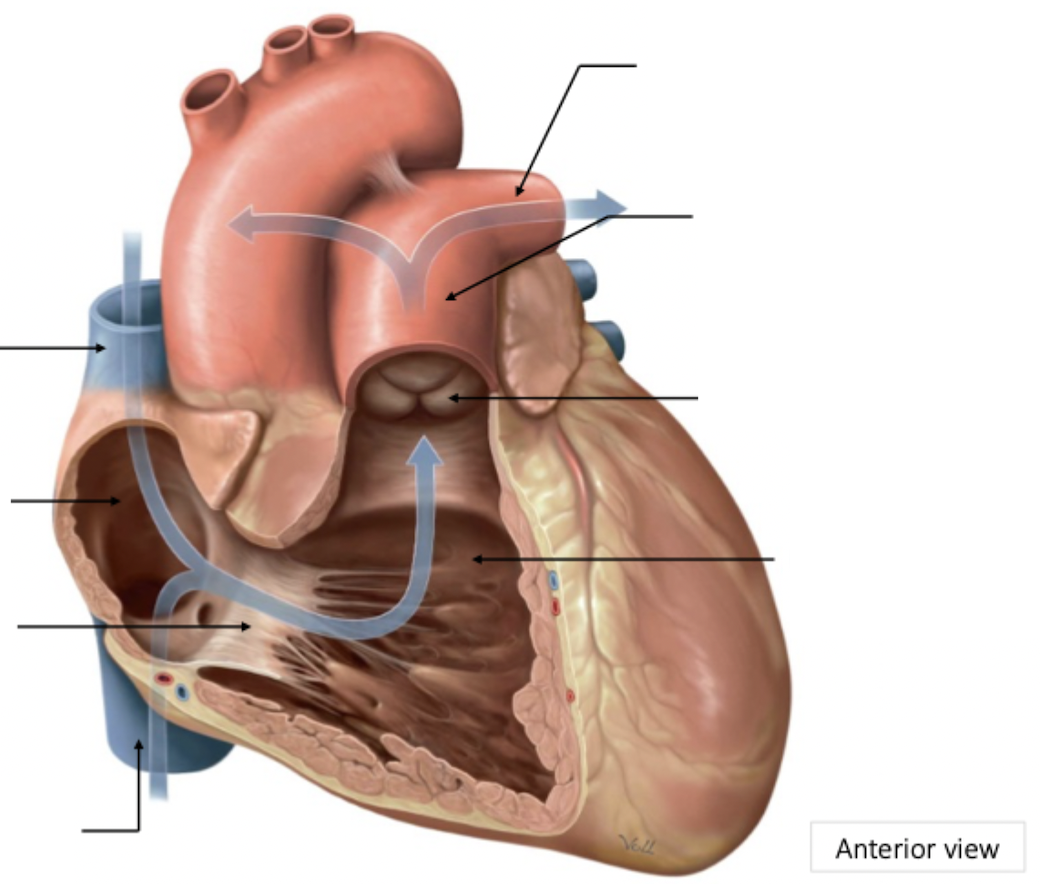 <p>Pulmonary Circulation</p>