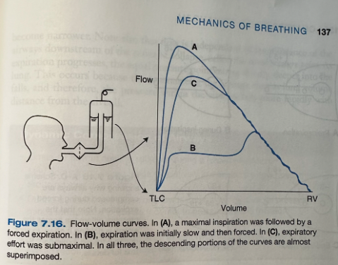 <ul><li><p><span>Flow rises very rapidly to a high value (peak expiratory flow) but then declines over most of expiration</span></p></li><li><p><span>Whether we start exhaling slowly and then accelerate (B) or make a less forceful expiration ( C ), the descending portion of the flow-volume curve takes virtually the same path</span></p><ul><li><p><span>Indicates that something powerful is limiting expiratory flow and over most of the lung volume, <strong>flow rate is independent of effort</strong></span></p></li></ul></li></ul><p></p>