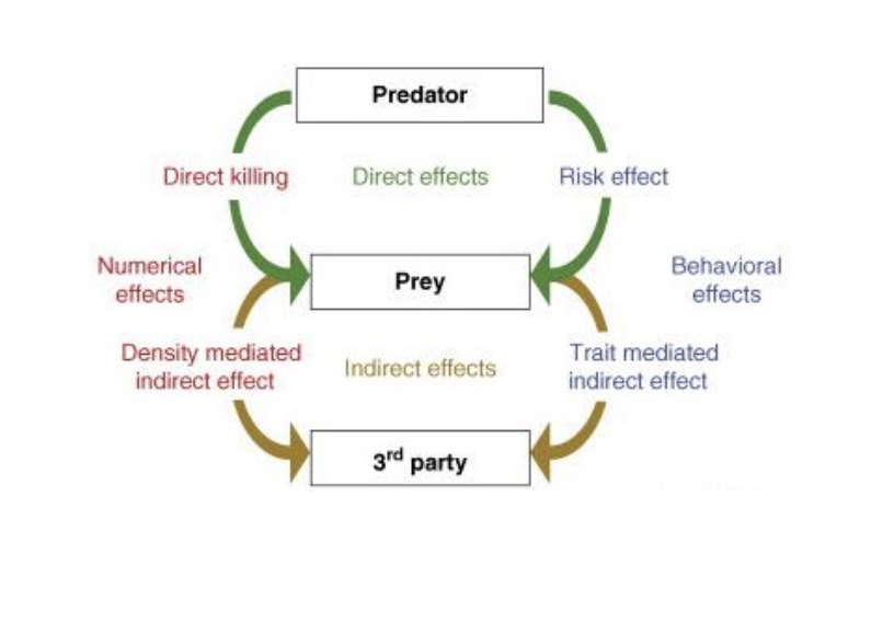 <p>The effects of linked interactions among more than two species are called an indirect effect.</p><p></p><p>• Fish</p><p>• Tadpole</p><p>• shrimp</p>