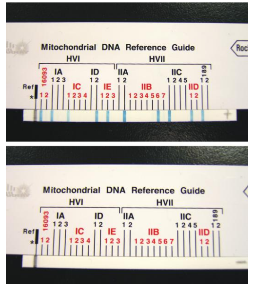 Linear array mtDNA assay results (top) and negative control (bottom).