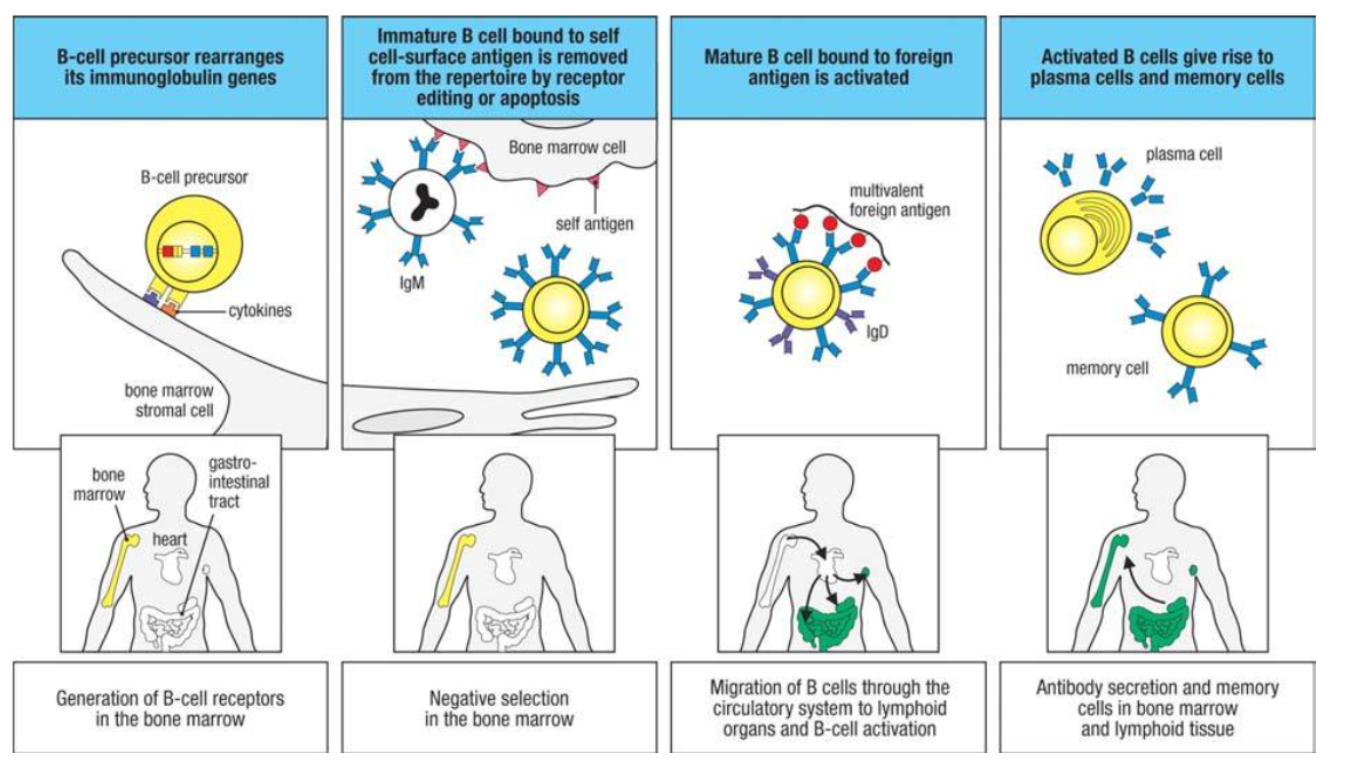 <ul><li><p>B cells develop in the bone marrow, then migrate to peripheral lymphoid organs for activation.</p></li></ul><p><strong>Phases of Development:</strong></p><ul><li><p><strong>Phase 1</strong>: Progenitor B cells rearrange Ig genes in the bone marrow, producing immature B cells with surface IgM.</p></li><li><p><strong>Phase 2</strong>: Immature B cells interact with antigens; self-reactive cells undergo receptor editing or apoptosis to ensure self-tolerance.</p></li><li><p><strong>Phase 3</strong>: Surviving B cells mature in the periphery, co-expressing IgD and IgM, and gain the ability to respond to foreign antigens.</p></li></ul><p><strong>Activation</strong>: Mature B cells, upon activation, proliferate and differentiate into antibody-secreting plasma cells and memory cells.</p>