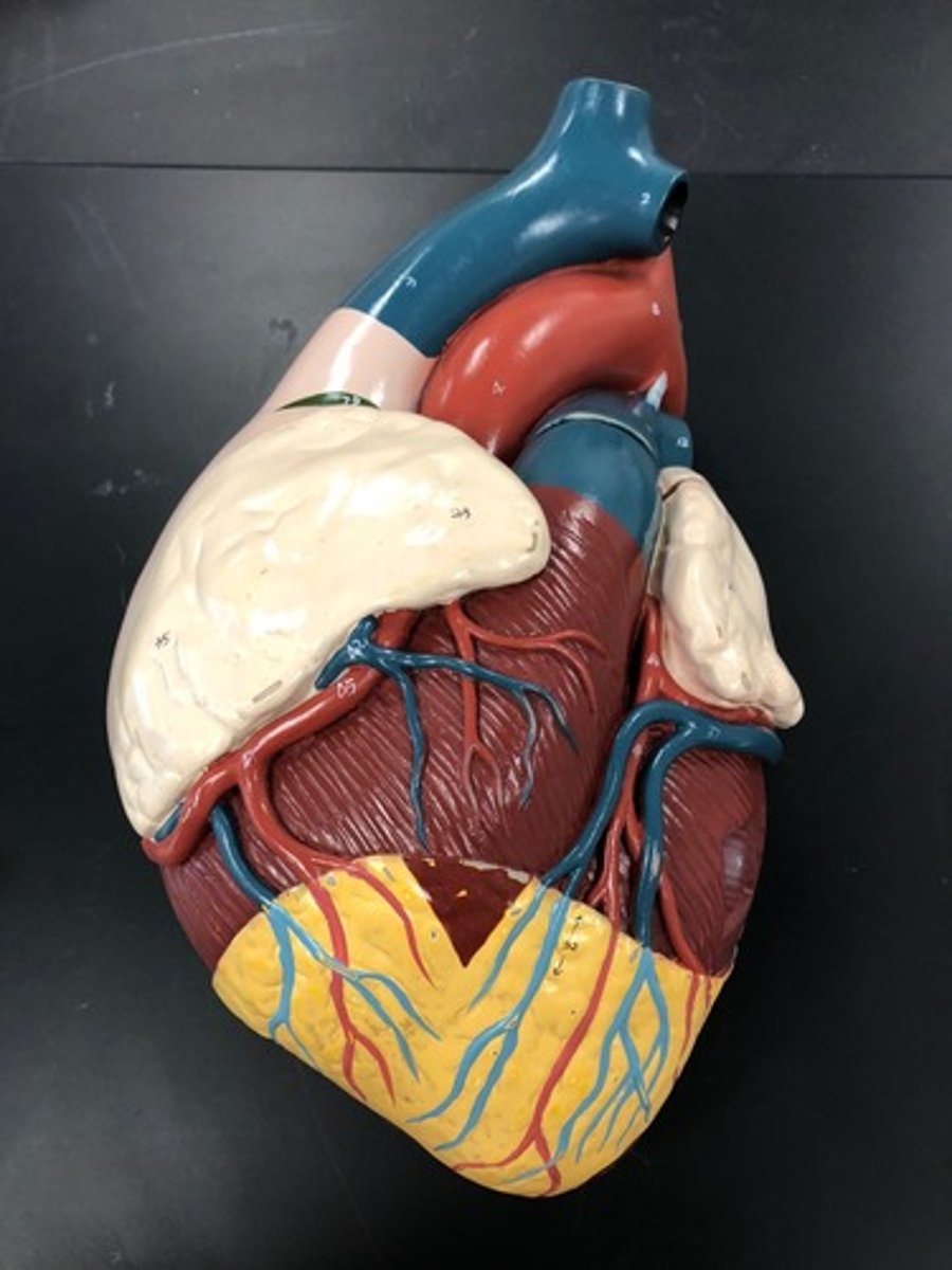 <p>Identify this membrane that covers this organ (be specific).</p>