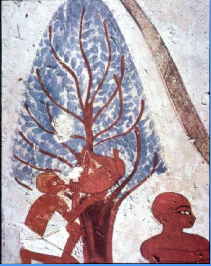 term image