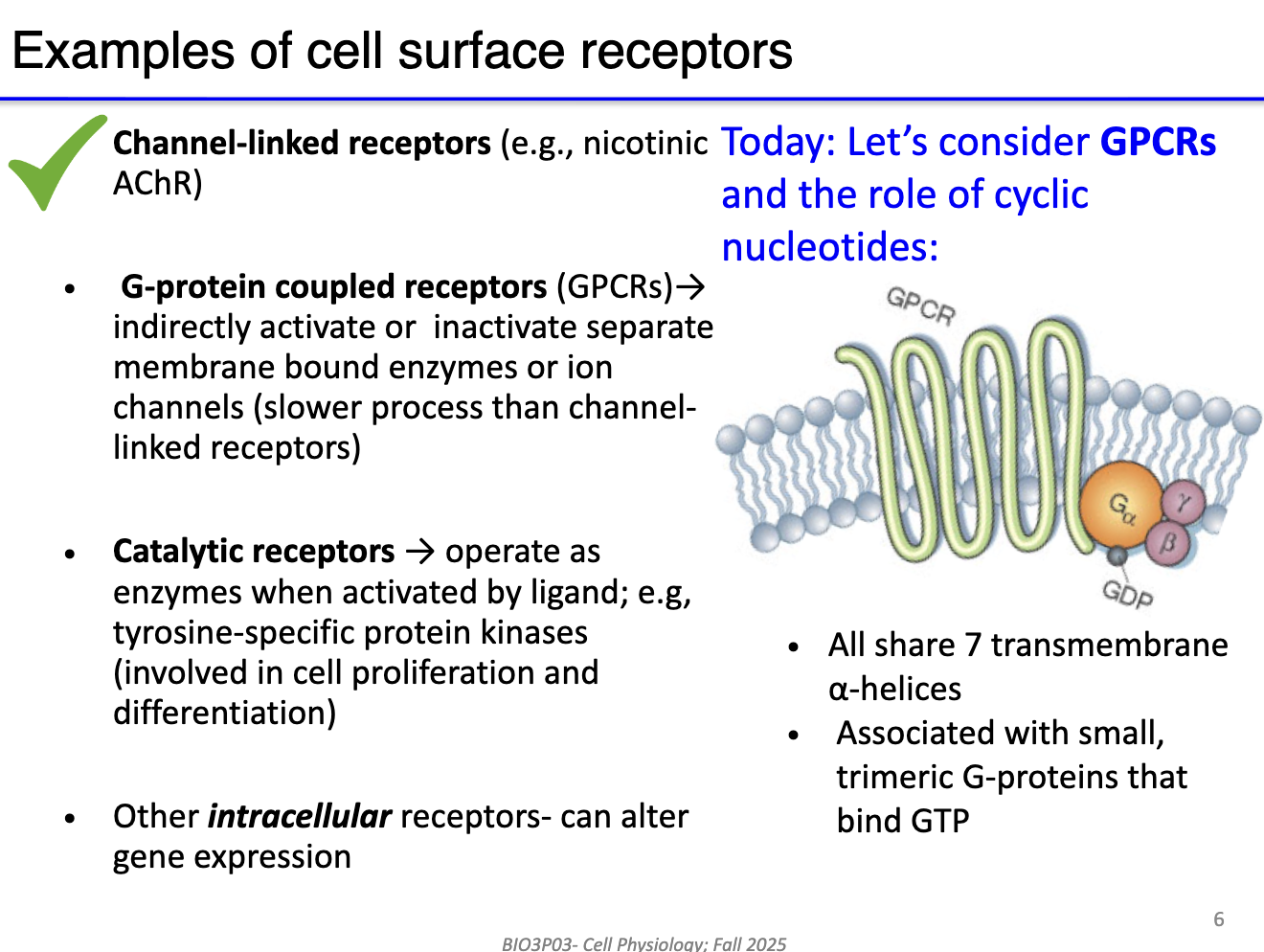 <ul><li><p><strong>Channel-linked receptors:</strong> Ionotropic (e.g., nicotinic AChR) → direct gating, fast signaling.</p></li><li><p><strong>G protein-coupled receptors (GPCRs):</strong> Indirect, receptor separate from channel → triggers signaling cascade.</p></li><li><p><strong>Catalytic receptors:</strong> Activate enzymes → amplify signal through second messengers (involved in cell proliferation and differentiation).</p></li><li><p><strong>Intracellular/nuclear receptors:</strong> Alter gene expression (not a focus in this course).</p></li></ul><p></p>