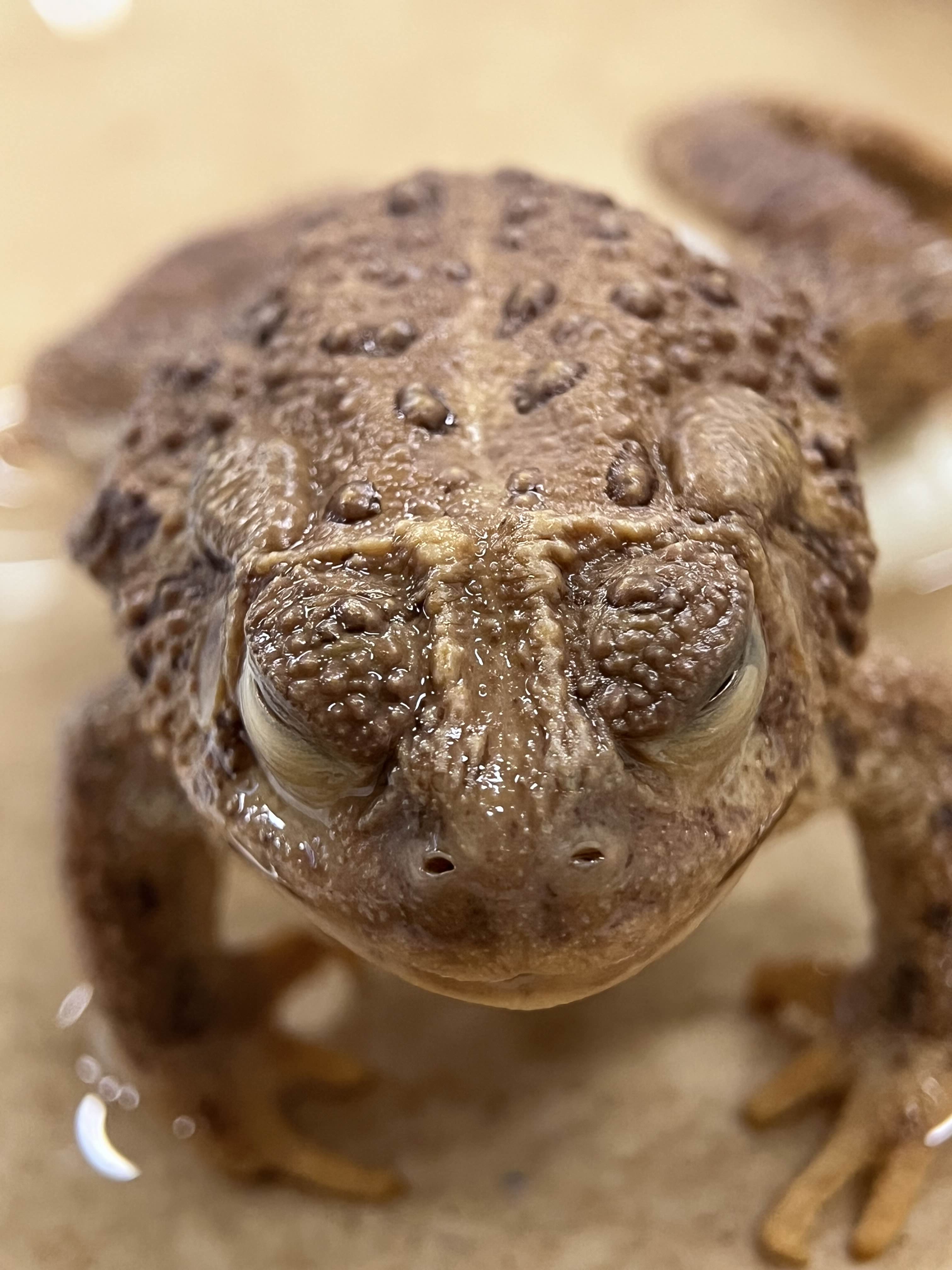 <p>Family + species?</p><ul><li><p>elongated parotoid glands</p></li><li><p>distinct white dorsal stripe</p></li><li><p>Spots match wart location</p></li><li><p><strong>L cranial crest</strong></p></li></ul><p></p>
