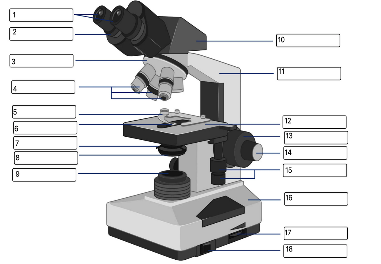 <p>What part of the microscope is no. 9?</p>