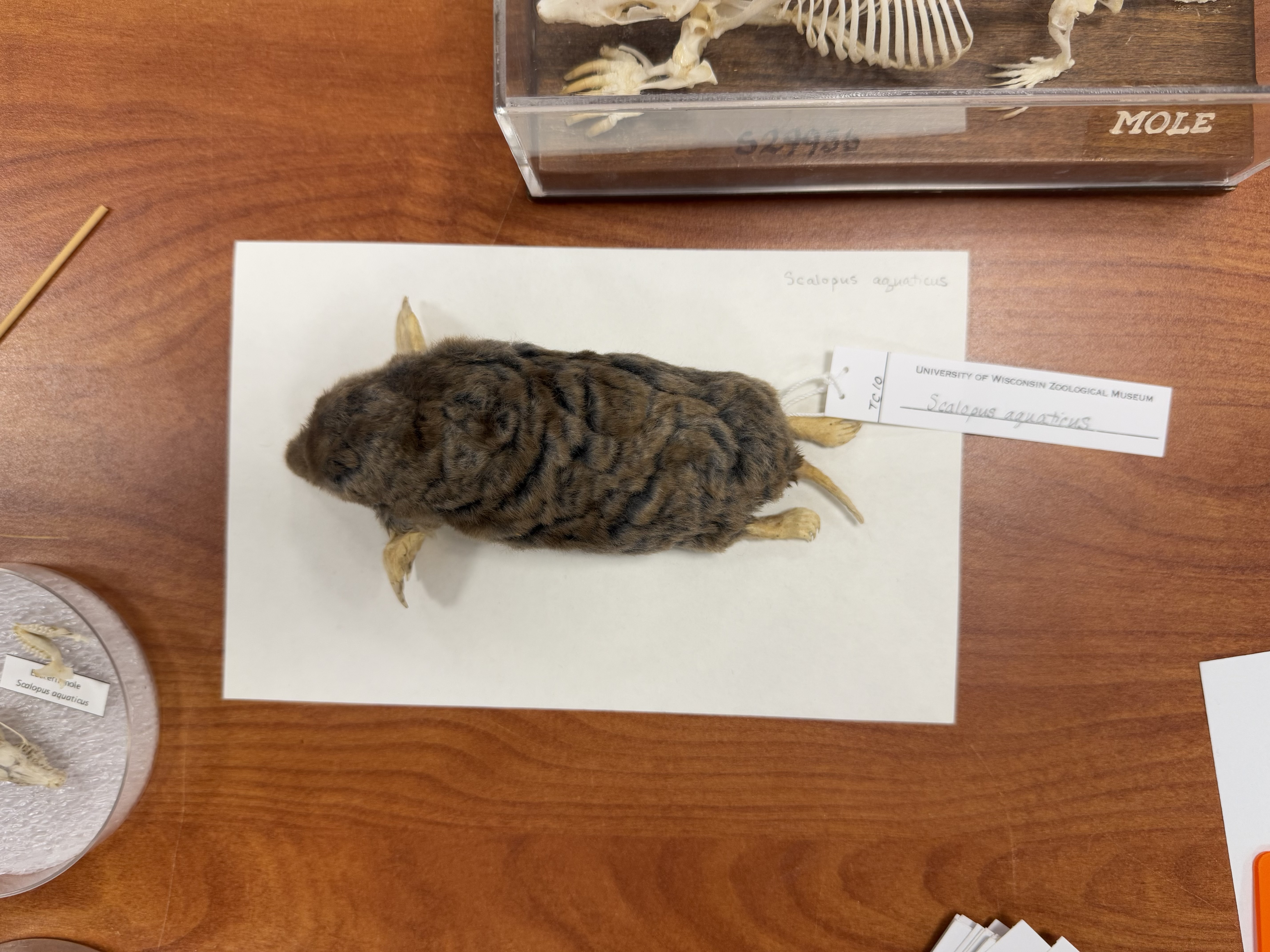 <p>Scalopus aquaticus</p>