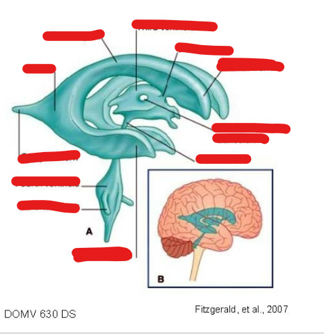 <p>What are Ventricles?</p>