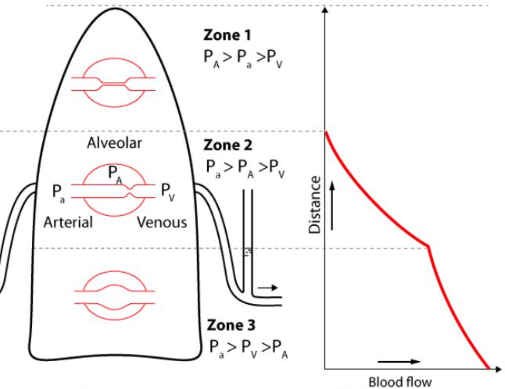 <ul><li><p>when V/Q is <strong>equal</strong> to 1</p></li><li><p>when ventilation (V) is approximately equal to perfusion (Q), blood flow is variable</p></li></ul>