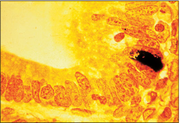 <p>Identify the structure:</p><p>Specie:</p><p>Stain used:</p>