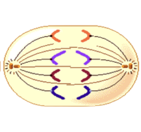 Which stage of Mitosis?
