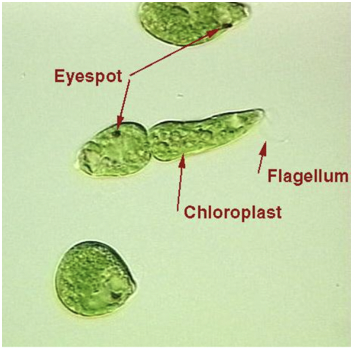 What are Euglena