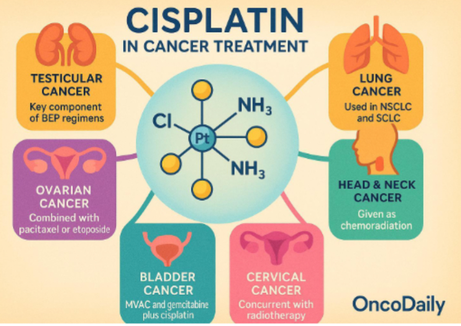<ul><li><p>cisplatin discovered in 1960s and approved for clinical use in 1970</p></li><li><p>One of Most widely used platinum based chemotherapeutic agents</p></li><li><p>Unique DNA damaging mechanism makes it cornerstone in cancer therapy </p></li><li><p>Effectively treated solid tumours </p></li><li><p>Despite newer agents being developed, cisplatin remained essential in oncology</p></li><li><p>Continues to be included in standard of care protocols recommended by major oncology guidelines</p></li></ul><p></p><p>Cancer research use platinum metallodrugs and it leads to apoptosis in cancer cells</p><p></p>