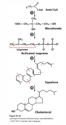 <p>Overview of Cholesterol Synthesis</p>