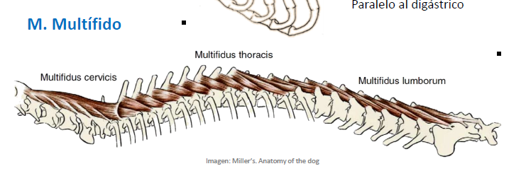 <p>une las apófisis articulares con</p><p>las espinosas de las vértebras 2ª a 5ª</p>