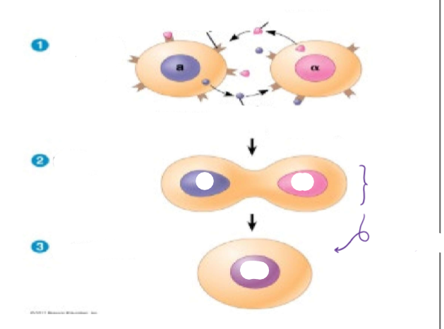 <p>(Cell Signaling &amp; Communication (NOTES)) <u>Sexual Reproduction in Yeast</u></p><ul><li><p>Label the diagram of the <strong>a/α formation.</strong></p></li></ul><p></p>