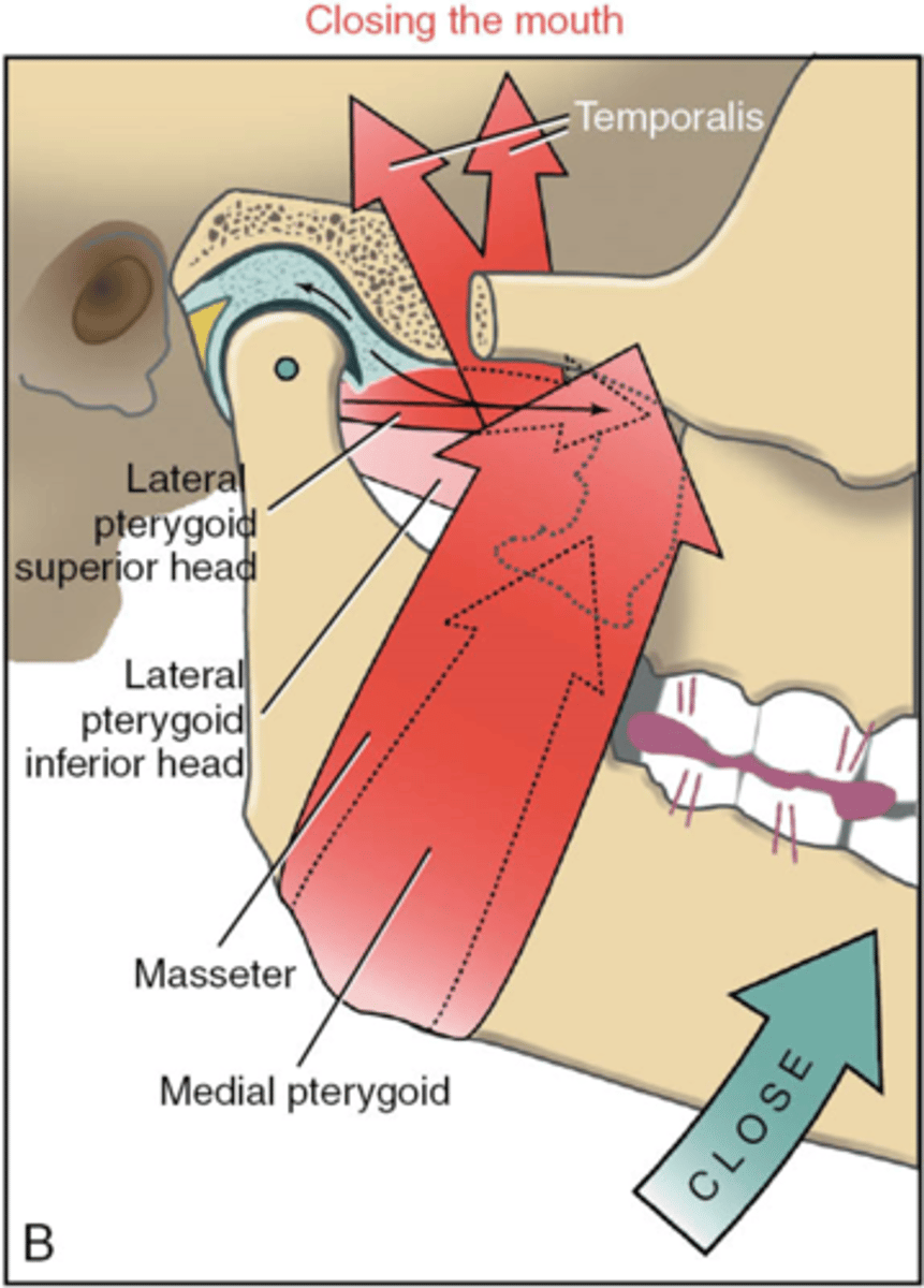 <p>Paired with Elevation </p><p>bilateral</p><p>temporalis</p><p>+</p><p>suprahyoids</p>