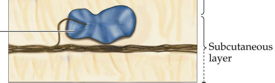 <p>Corpuscle: Phasic, detects vibrations</p>