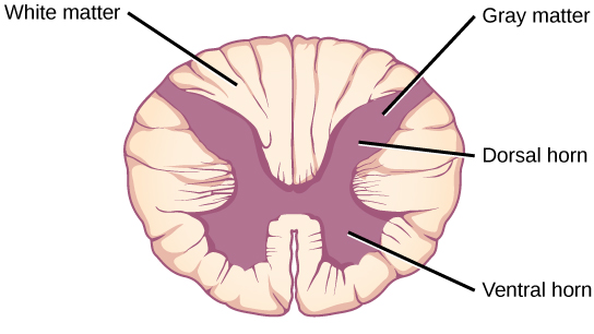 <p><span>Composed mostly of myelinated axons that carries information from the gray matter to the brain or other areas of the spinal cord&nbsp;</span></p>