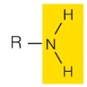 nitrogen bonded to two hydrogen, easily accept protons and acts like a base, carry positive charge, often bonds with carboxyl groups
