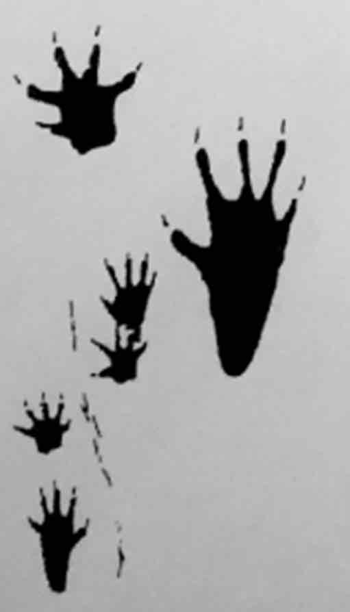 <p>What footprint is this?</p>
