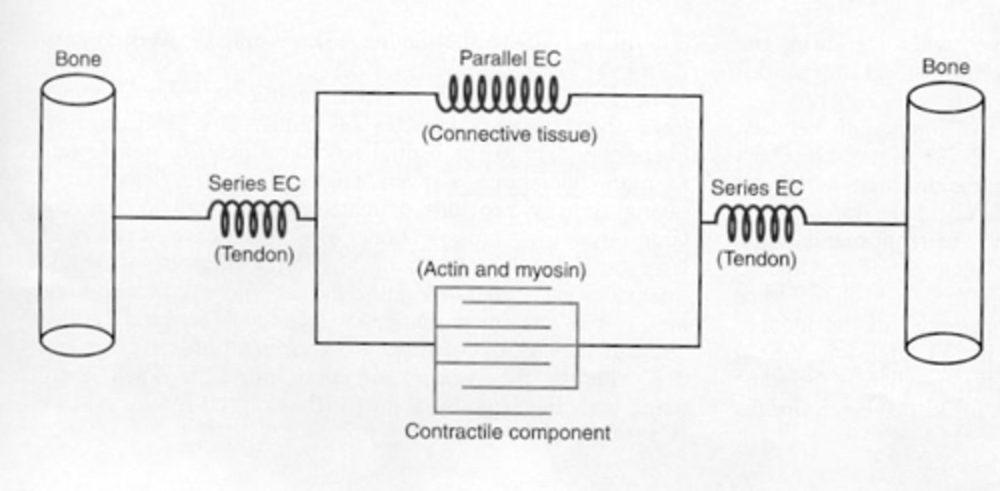 <p>Series elastic components (SEC), parallel elastic components (PEC), and contractile component (CC).</p>