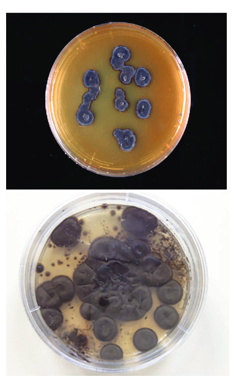 <p><strong>Fungi that naturally produce pigments. </strong>They are typically found in humid, tropical environments and grow in soil and decaying vegetation.</p>