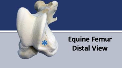 <p>what is the blue star</p>