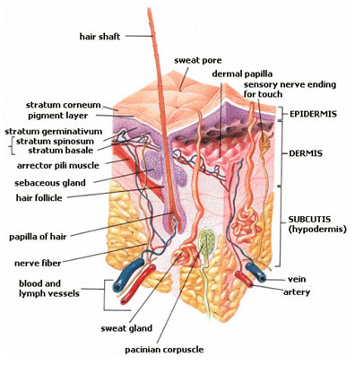 <p>surface layer of cells on the skin</p>