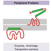 <p>these proteins adhere sometimes temporarily to the biological membrane</p><p>they do not enter into the hydrophobic space within the cell membrane but can push into the peripheral regions of the lipid bilayer</p><p>they attach to integral membrane proteins</p>