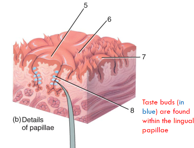 <p>What is a taste bud? Anatomy?</p>