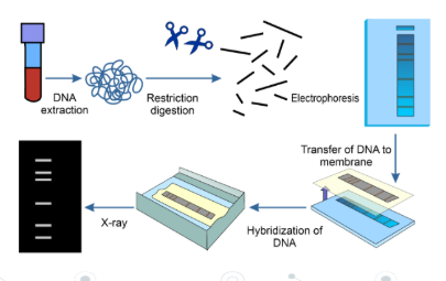 <ul><li><p>Every person (apart from identical twins) has repeating, short, non-coding regions of DNA (20 to 50 bases long) that are unique to them calledVNTRs (Variable Number Tandem Repeats) </p></li><li><p>DNA profiling involves using gel electrophoresis to separate VNTR fragments according to length to create a pattern of bands that’s unique to every individual, sometimes called the genetic fingerprint To create a DNA profile from the DNA being tested scientists complete the following in sequence: </p></li><li><p>1. Obtain the DNA, which can be extracted from the root of a hair, a spot of blood, semen or saliva </p></li><li><p>2. Increase the quantity of DNA by using PCR to produce large quantities ofthe required fragment of DNA from very small samples (even just one molecule of DNA or RNA). </p></li><li><p>3. Use restriction endonucleases to cutthe amplified DNA molecules into fragments </p></li><li><p>4. Separate the fragments using gel electrophoresis </p></li><li><p>5. Add radioactive or fluorescent probes that are complementary and therefore bind to specific DNA sequences </p></li><li><p>6. X-ray images are produced or UV lightis used to produce images ofthe fluorescentlabels glowing </p></li><li><p>7. These images contain patterns of bars (the DNA profile) which are then analysed and compared</p></li></ul><p></p>