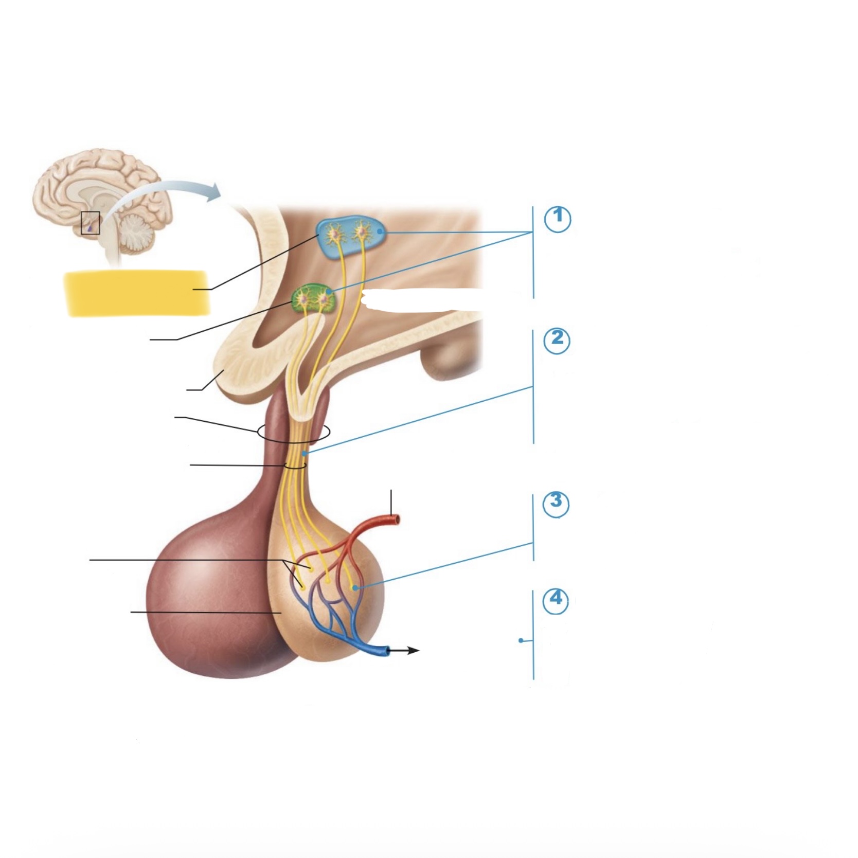 <p>What is this structure?</p>