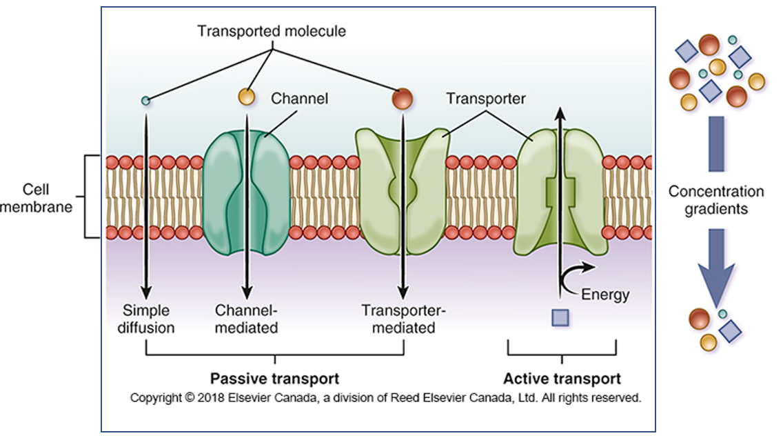 <p><span>In passive transport, it’s only base on the concentration gradient in and out of the cell. (ex. osmosis)</span></p><p><span>In active transport, it goes against his concentration gradient. The transportation will then need a lot of ENERGY (ATP) to counter it.</span></p>