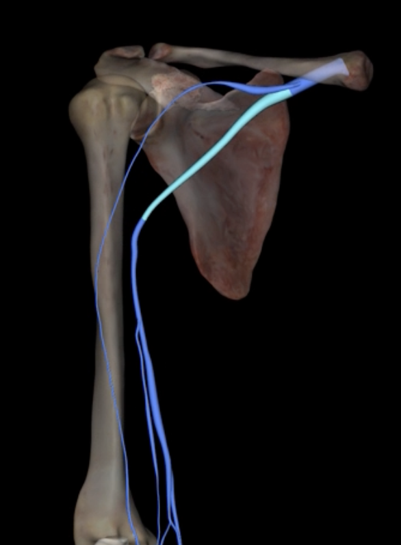 <p>What is highlighted in blue?</p>