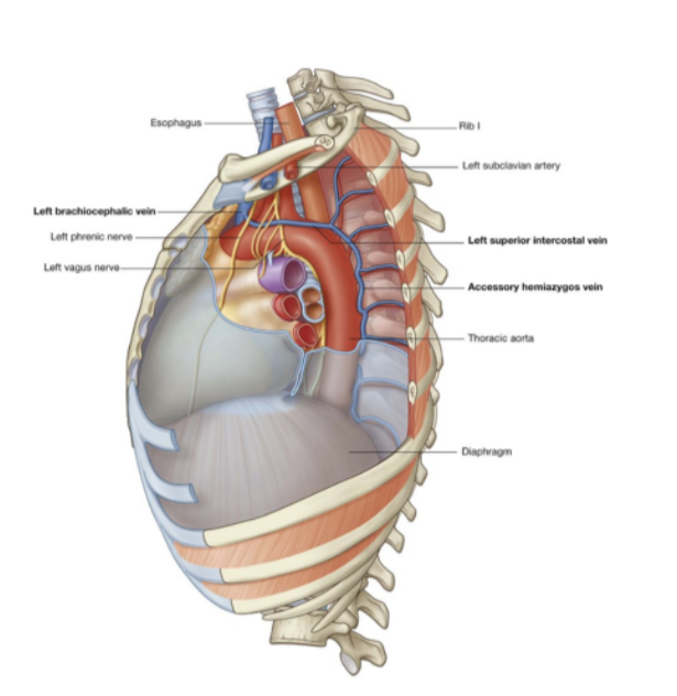 <ul><li><p>Receives the second, third, &amp; sometimes 4th posterior intercostal veins, usually the left bronchial veins, &amp; sometimes the left pericardiacophrenic vein </p></li><li><p>Passes over the left side of the aortic arch, lateral to the left vagus nerve &amp; medial to the left phrenic nerve, before entering the left brachiocephalic vein</p></li><li><p>Inferiorly may connect with the accessory hemiazygos vein (superior hemiazygos vein) </p></li></ul>