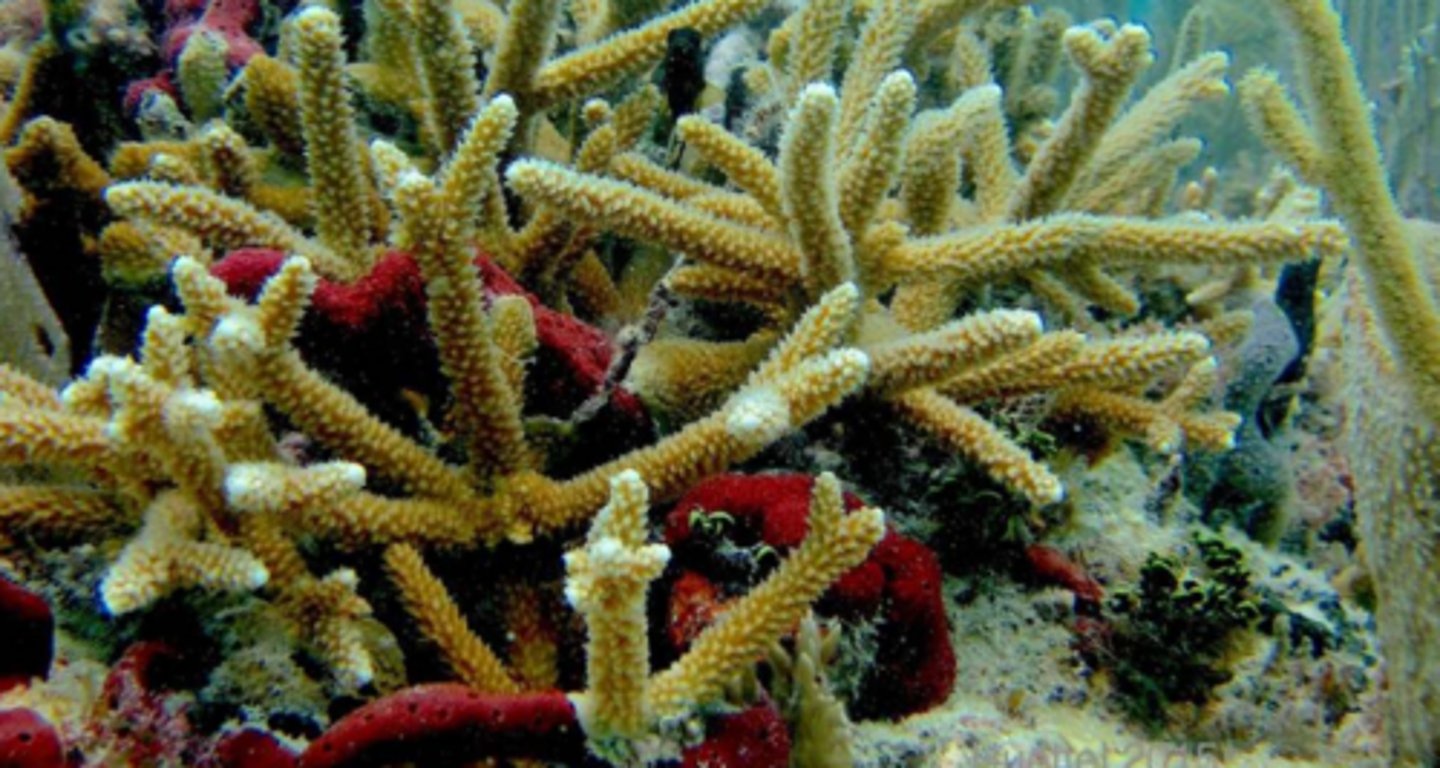 <p>Staghorn Coral</p>