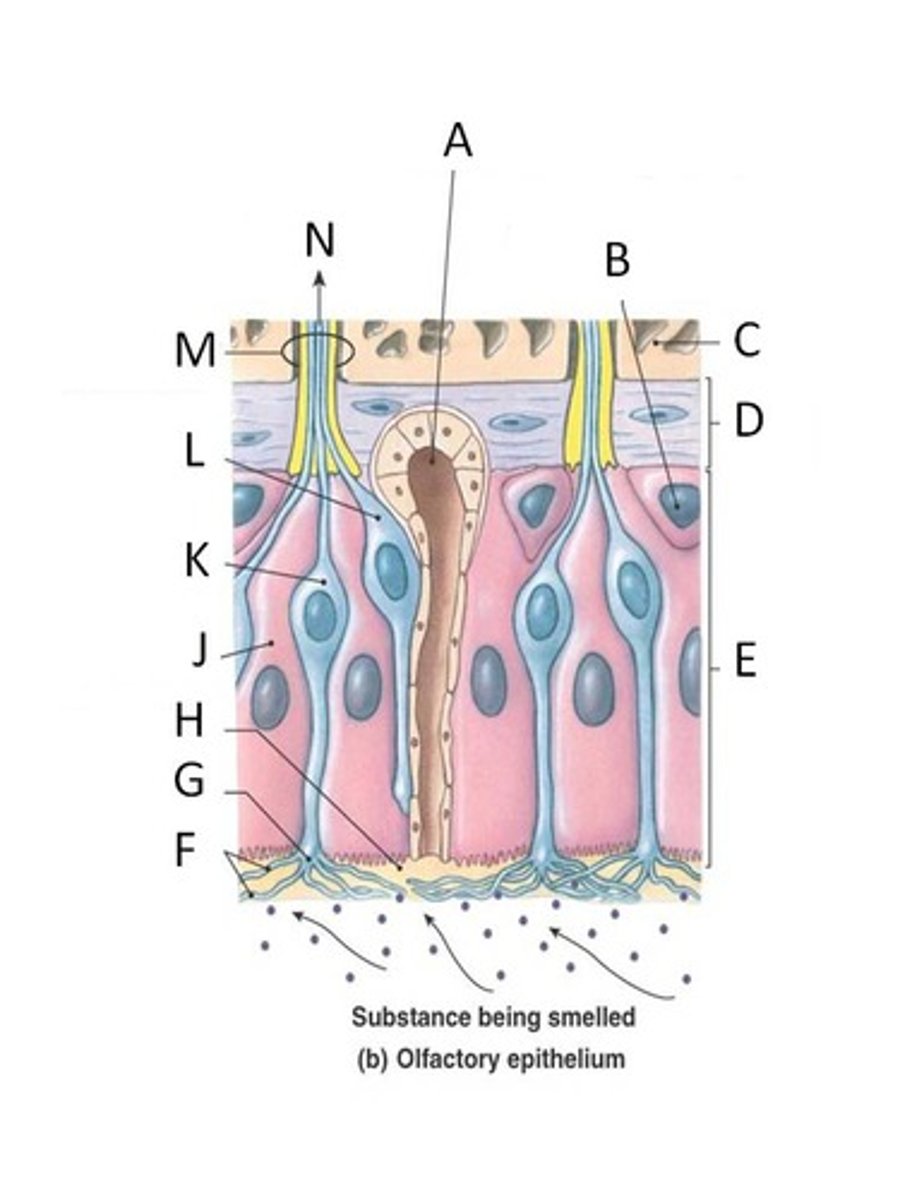 <p>J.</p><p>non-neural cells in the olfactory epithelium that function as metabolic and physical support for the olfactory epithelium.</p>