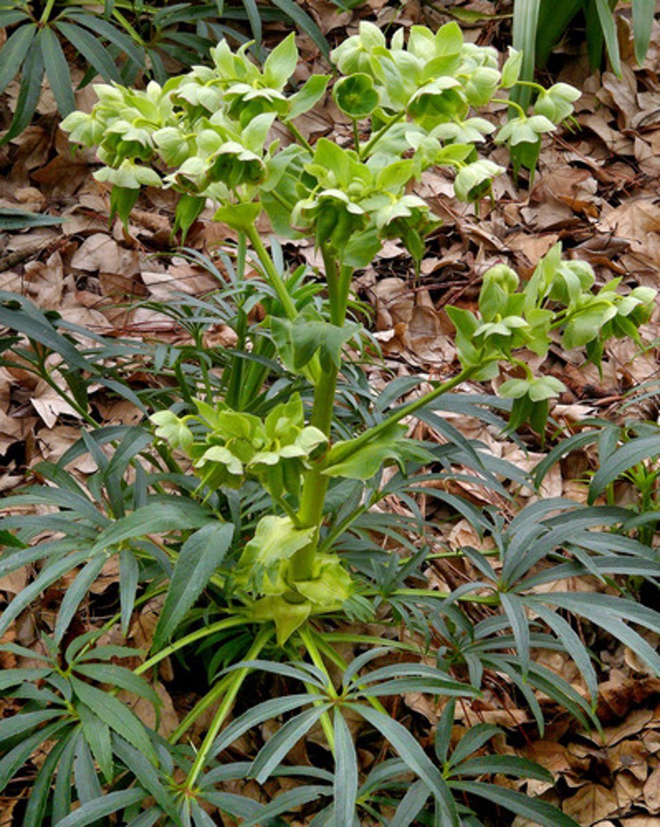 <p>Stinking Hellebore</p>