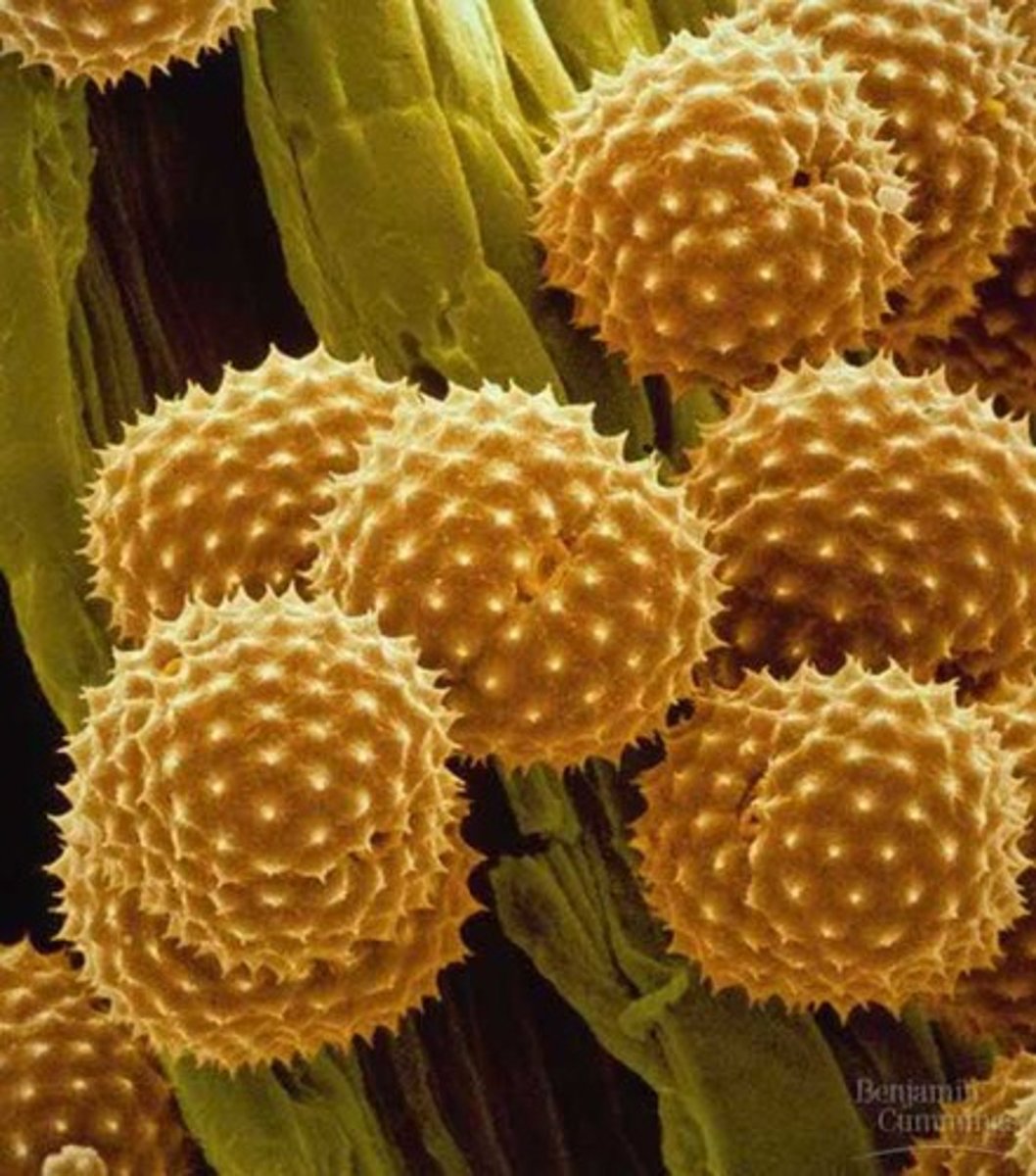 <p>= male gametophyte in seed plants<br>= plant sperm</p>