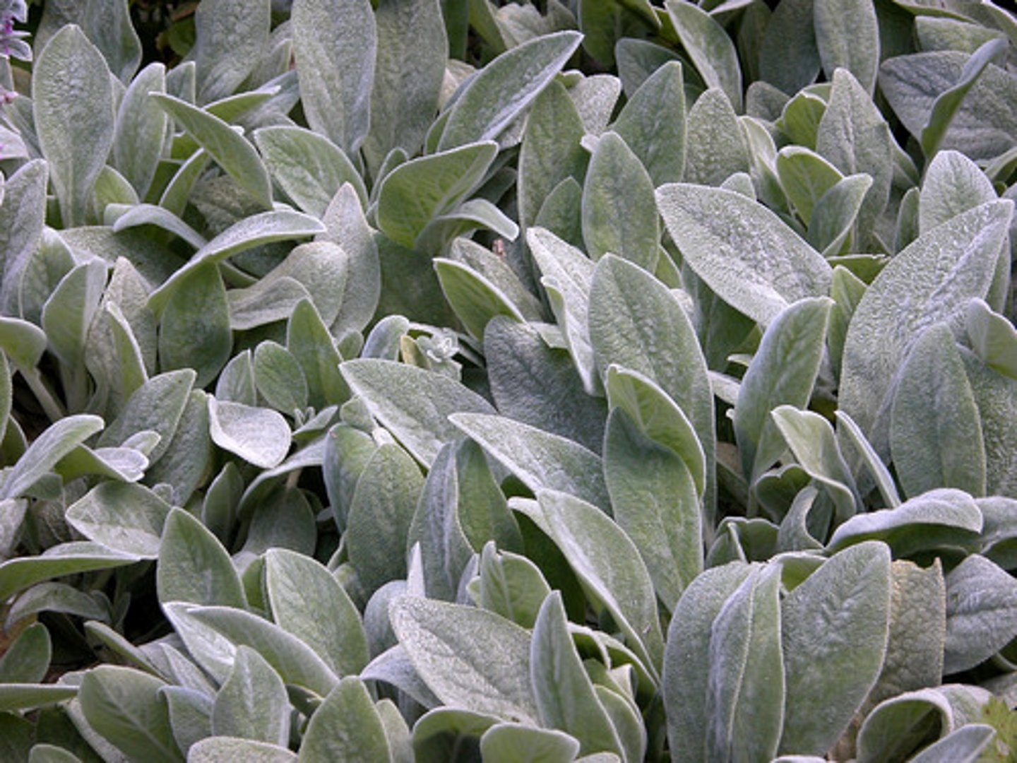 <p>lamb's ears</p>