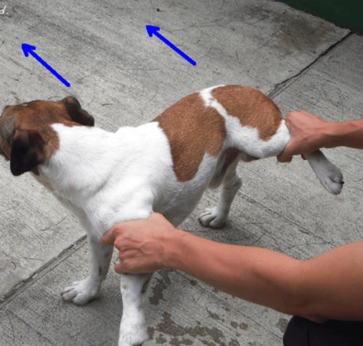 <p>what is this postural reaction test called? what is the expected result of a healthy animal?</p>