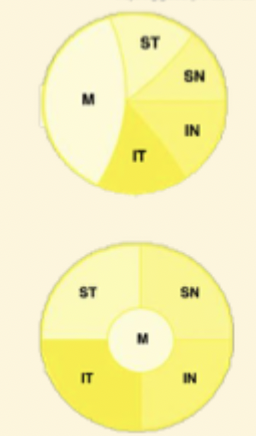 <ul><li><p>macula fibres move to centre </p></li></ul><p></p><p></p><p></p>