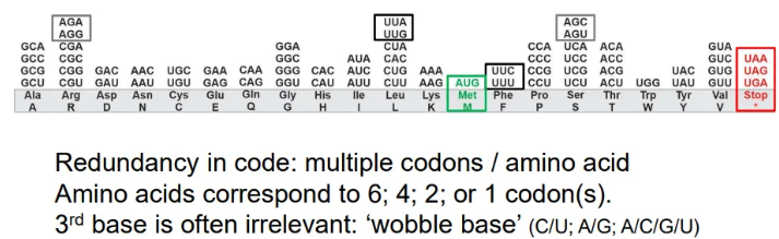 <ul><li><p><strong>multiple codons can code for one amino acid</strong></p></li><li><p>in these cases, it is the <strong>third </strong>base in the codon that is unimportant and can be different</p></li><li><p>these are called ‘<strong>wobble bases</strong>’</p></li><li><p>normally the interchangeable bases will be the two <strong>purines </strong>or the two <strong>pyrimidines </strong></p></li><li><p>in a few codons the third base can be anything</p></li></ul><p></p>