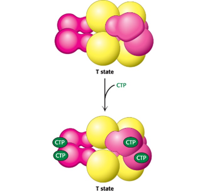<p>The T state has a low affinity for substrate and has low catalytic activity, while the R state is the most active form</p><p class="MsoNormal">The two states are in equilibrium, with the T state being favored in the absence of substrate and in the presence of CTP</p><p class="MsoNormal">Binding of substrate disrupts the equilibrium in favor of the R state, this involves cooperativity (when substrate starts binding to catalytic trimer, all 3 subunits are activated)</p><p class="MsoNormal">Binding of CTP to the regulatory sire of ATCase alters the T-to-R equilibrium in favor of the T state, decreasing net enzyme activity (more CTP = more T-state enzymes)</p>