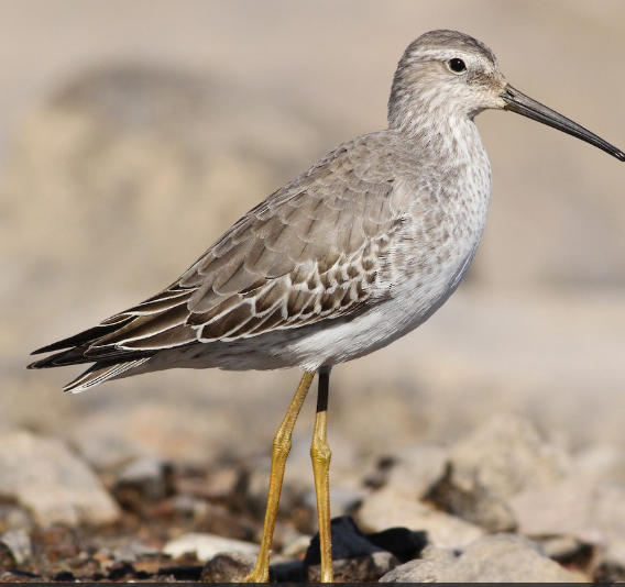 <p>What bird is this?</p>