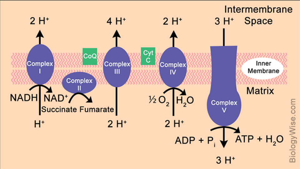 <p><span style="font-family: Calibri, sans-serif">Inhibiting just 1 enzyme will shut it all down which is fatal quickly. Cyanide and hydrogen sulphide are the best known, they bind more strongly to the Fe-Cu centre in cytochrome C oxidase (complex IV) preventing the reduction of oxygen. CO can also bind to Fe-Cu in cytochrome c oxidase causing hypoxia and direct CO-mediated damage at cellular level.</span></p>