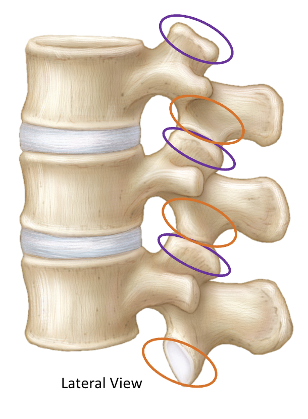 <p><span><span>a paired bony projection on the upper surface of a vertebra that extends upward to form a facet joint</span></span></p>
